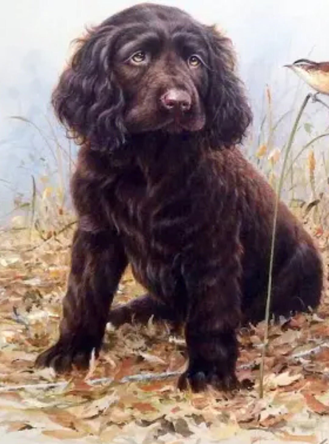 Boykin spaniel hunt short set